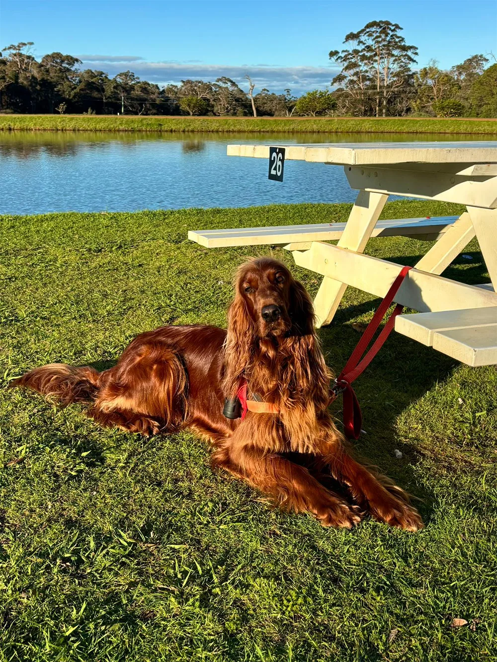 Aravina Estate is now a dog friendly venue